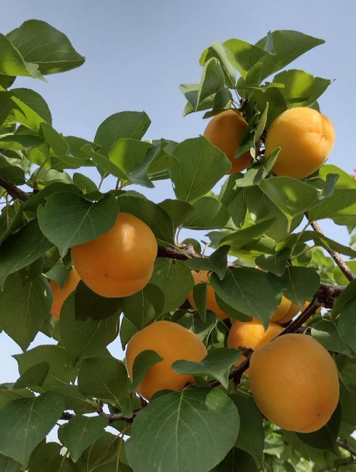 Appartamento Le Rondini Trani Esterno foto